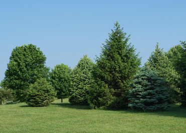 whaet field next to Arboretum