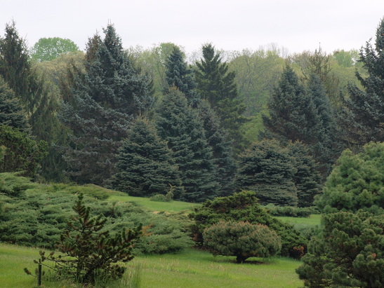 whaet field next to Arboretum