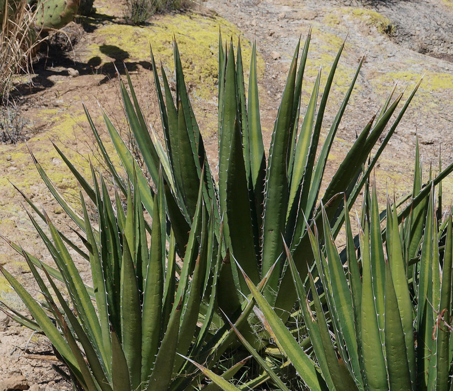Agave univittata