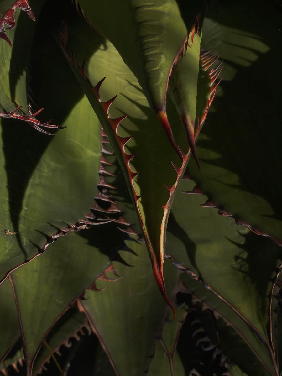 Agave shawii