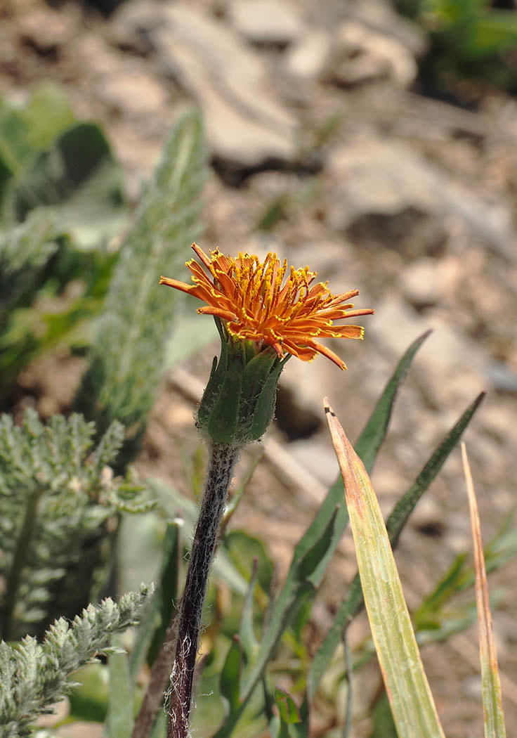 Achillea millifolium