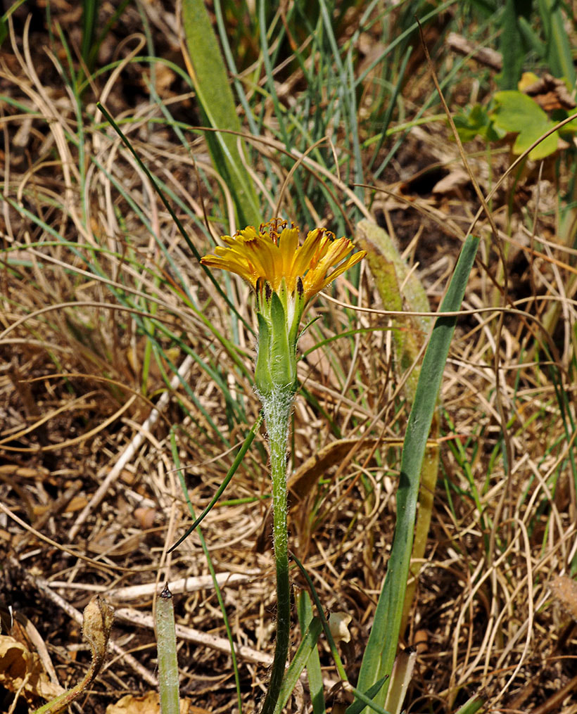 Agoseris grandiflora var. grandiflora