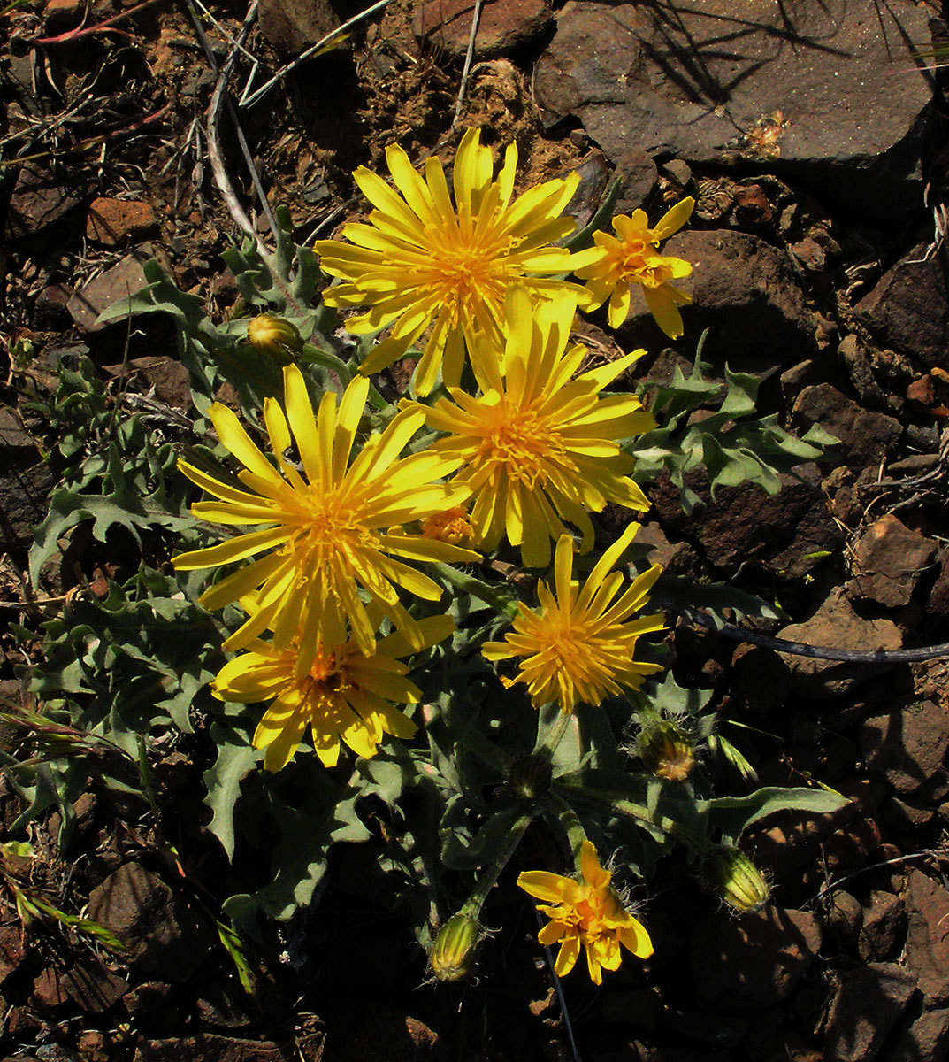 Agoseris glauca var. laciniata