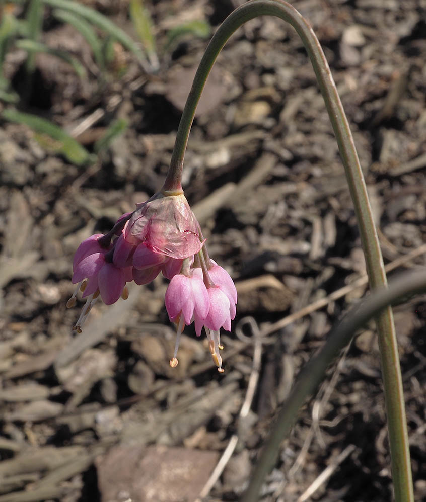 Heuchera cylindrica