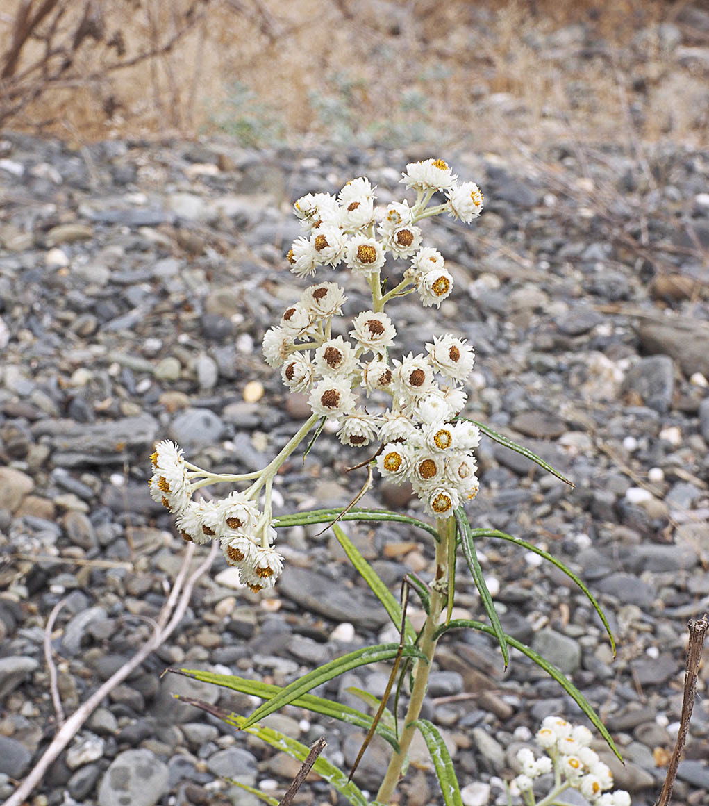 Anaphalis margaritacea
