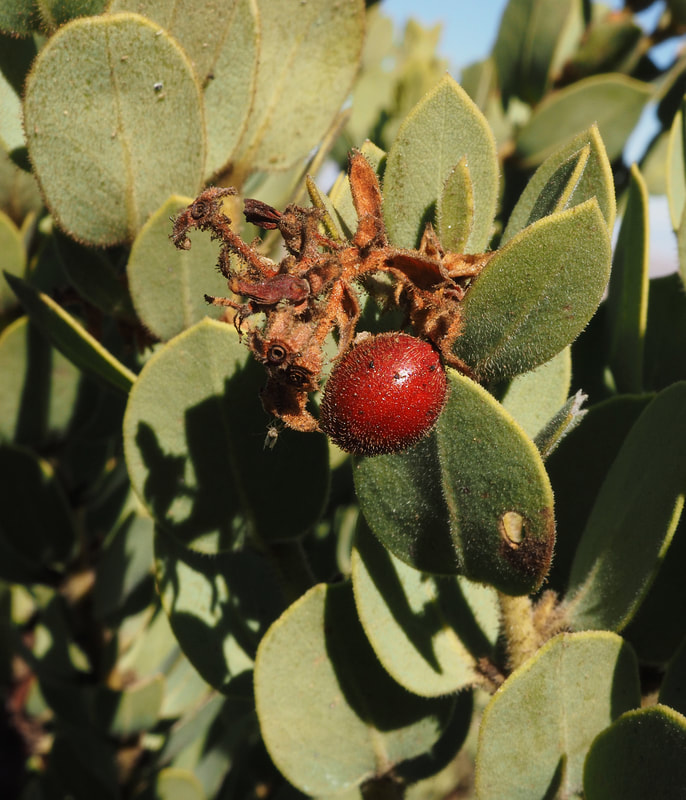 Arctostaphylos pringlei ssp. drupacea