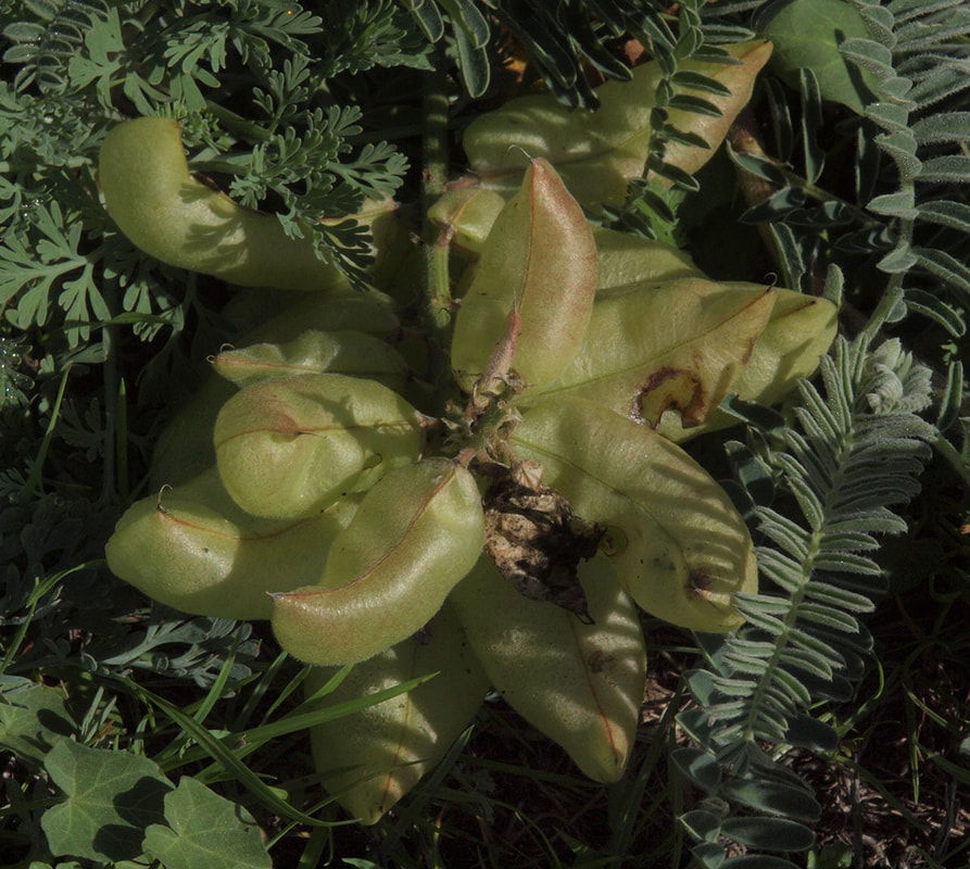 Astragalus nuttallii var. nuttallii