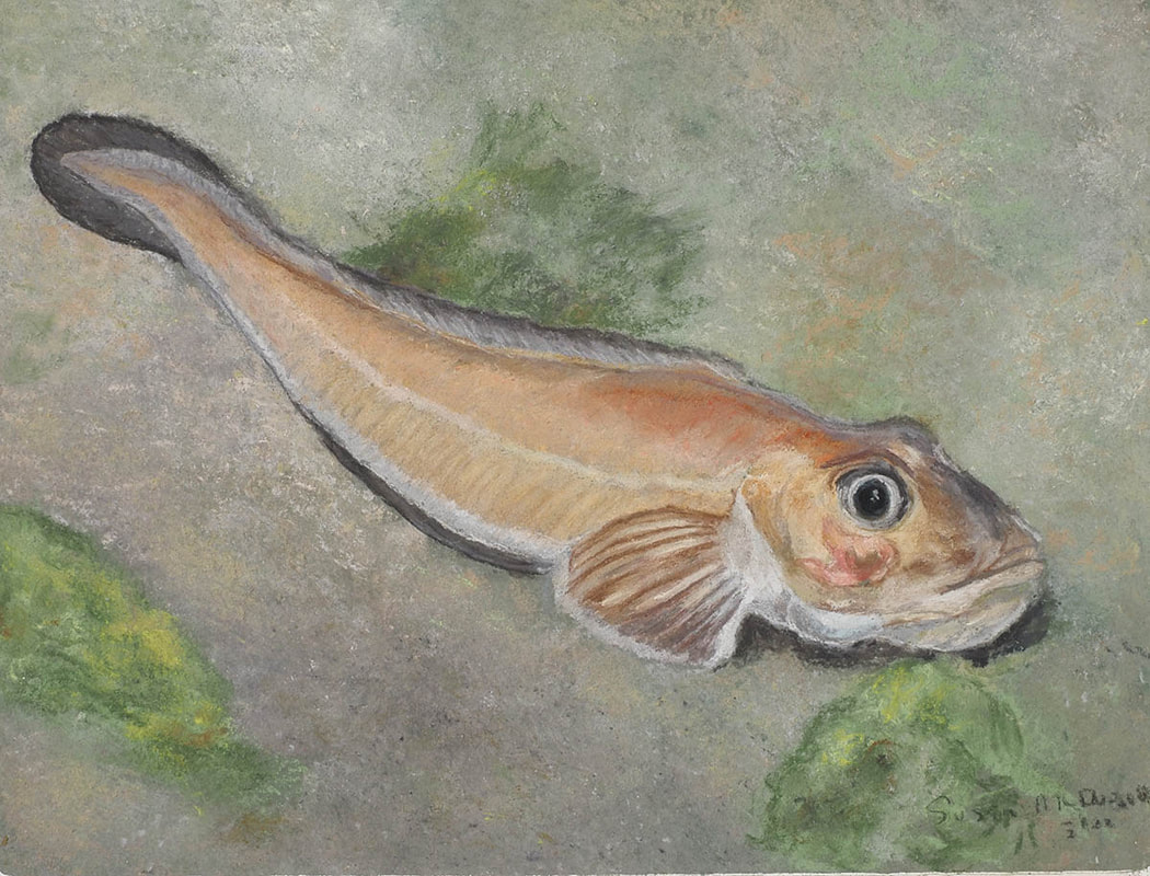 Blackbellied Eelpout (Lycodes pacificus)