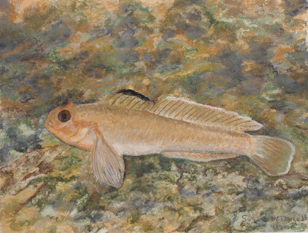 Blackeye Goby (Rhinogobiops nicholsii)