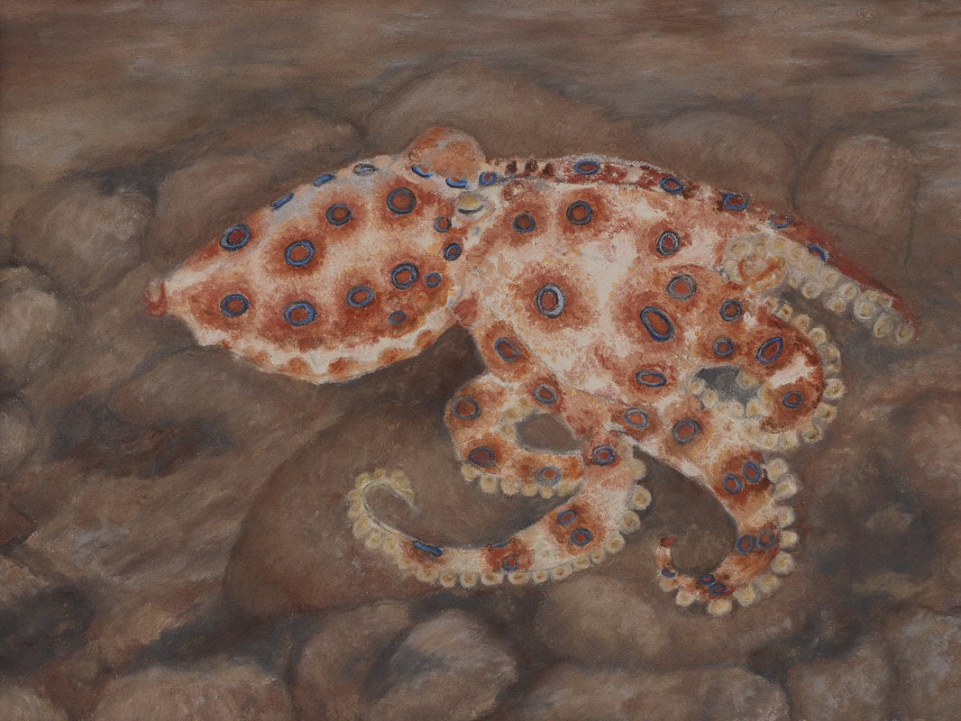 Blue-ringed Octopus - Soft Pastel