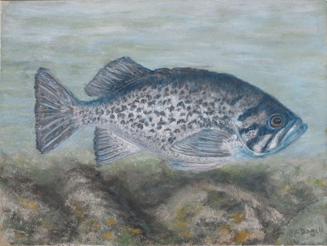 Blue Rockfish (Sebastes mystinus)