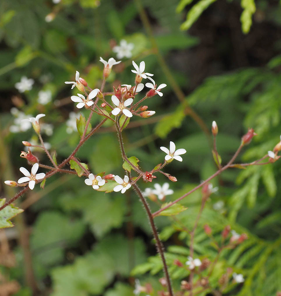 Boykinia intermedia