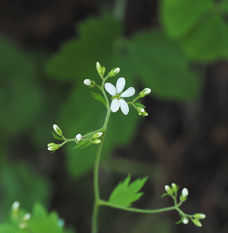Boykinia occidentalis