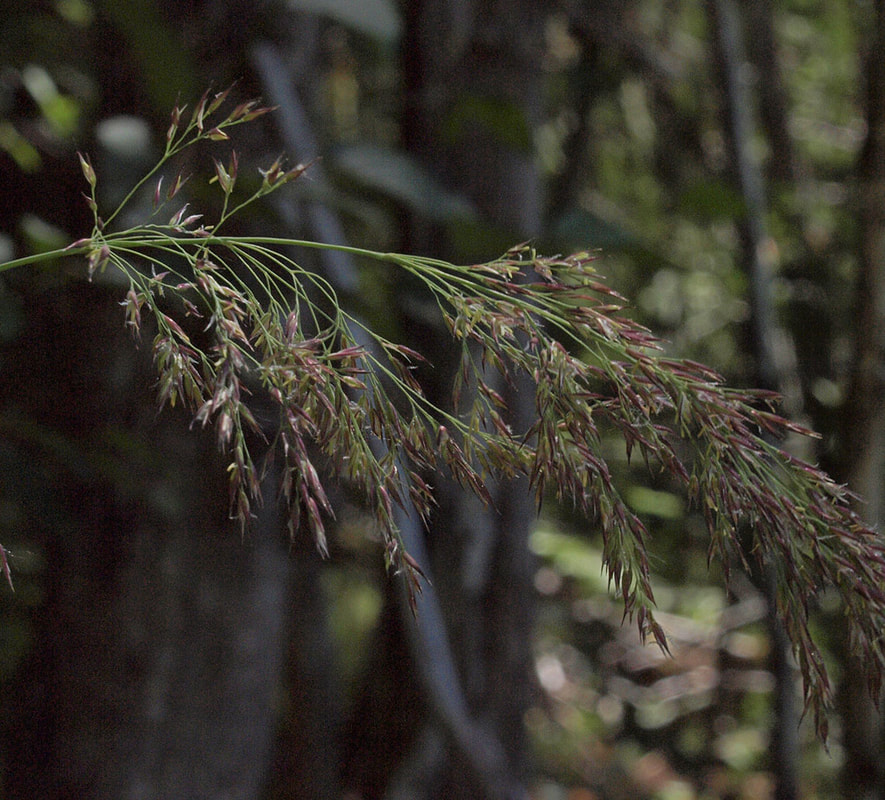 Calamagrostis canadensis var. langsdorfii