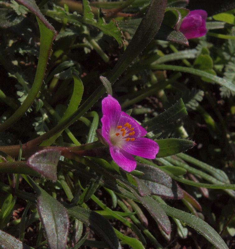 Calandrinia ciliata