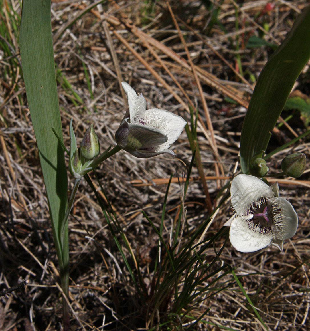 Calochortus tolmiei