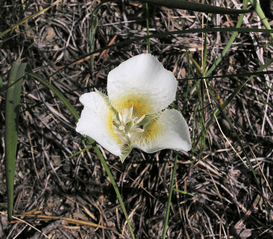 Calochortus subalpinus