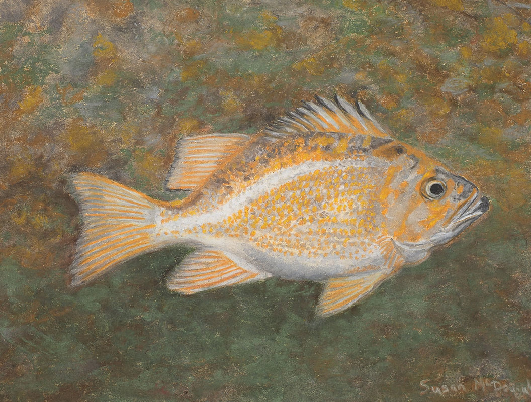 Canary Rockfish (Sebastes pinniger)
