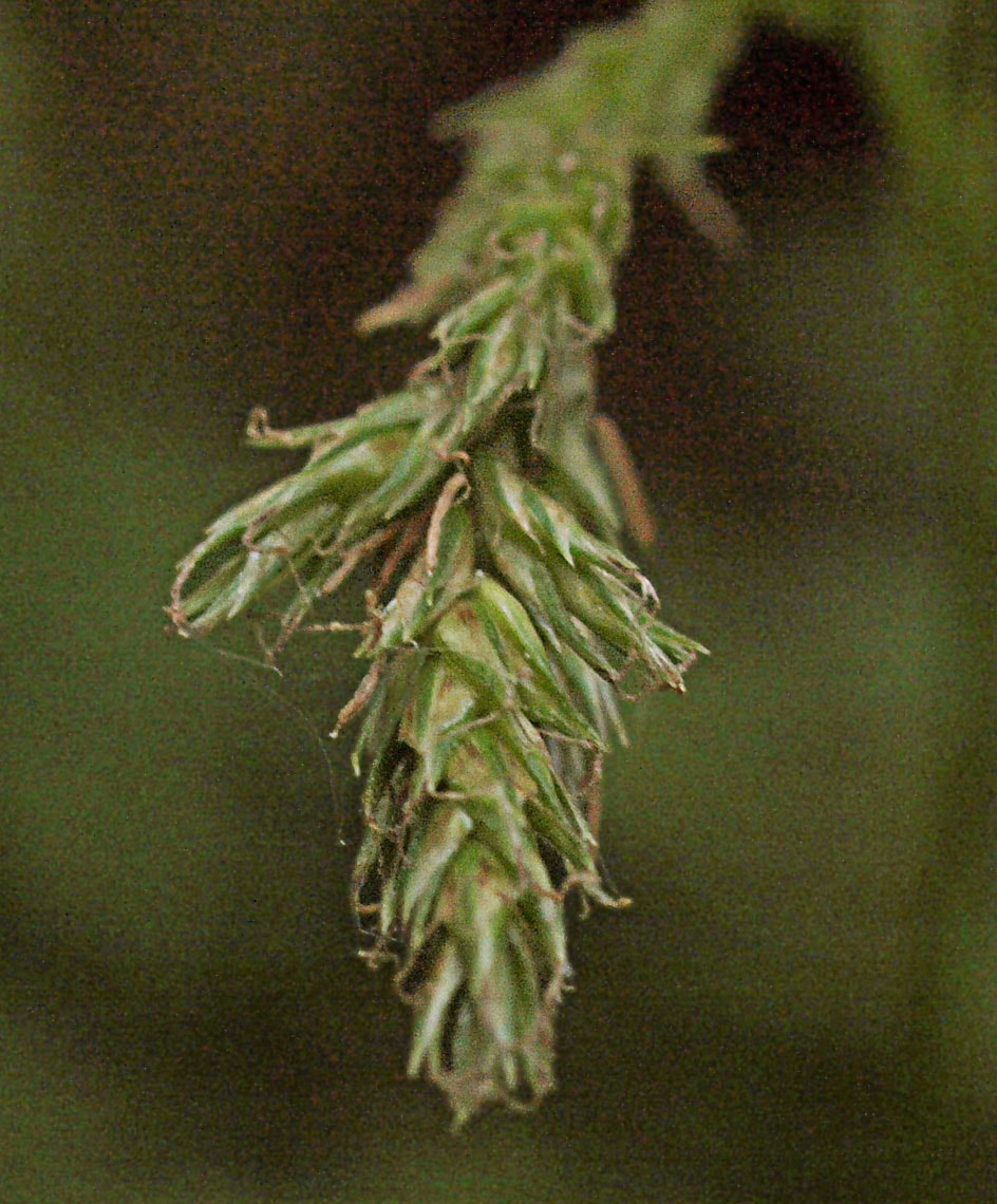 Carex deweyana var. deweyana