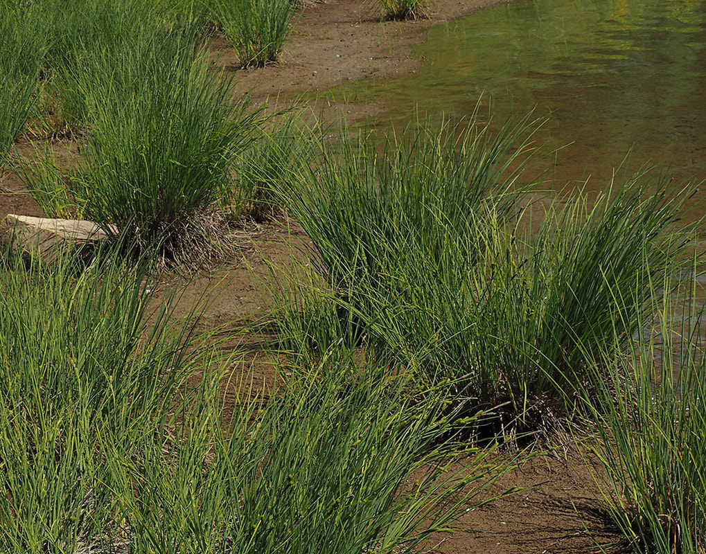 Carex luzulina var. ablata