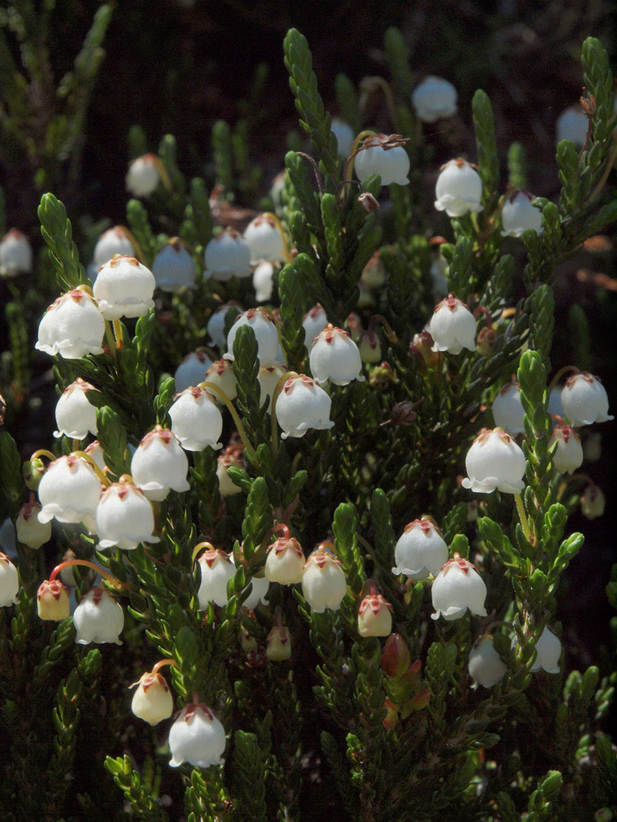 Cassiope mertensiana var. mertensiana