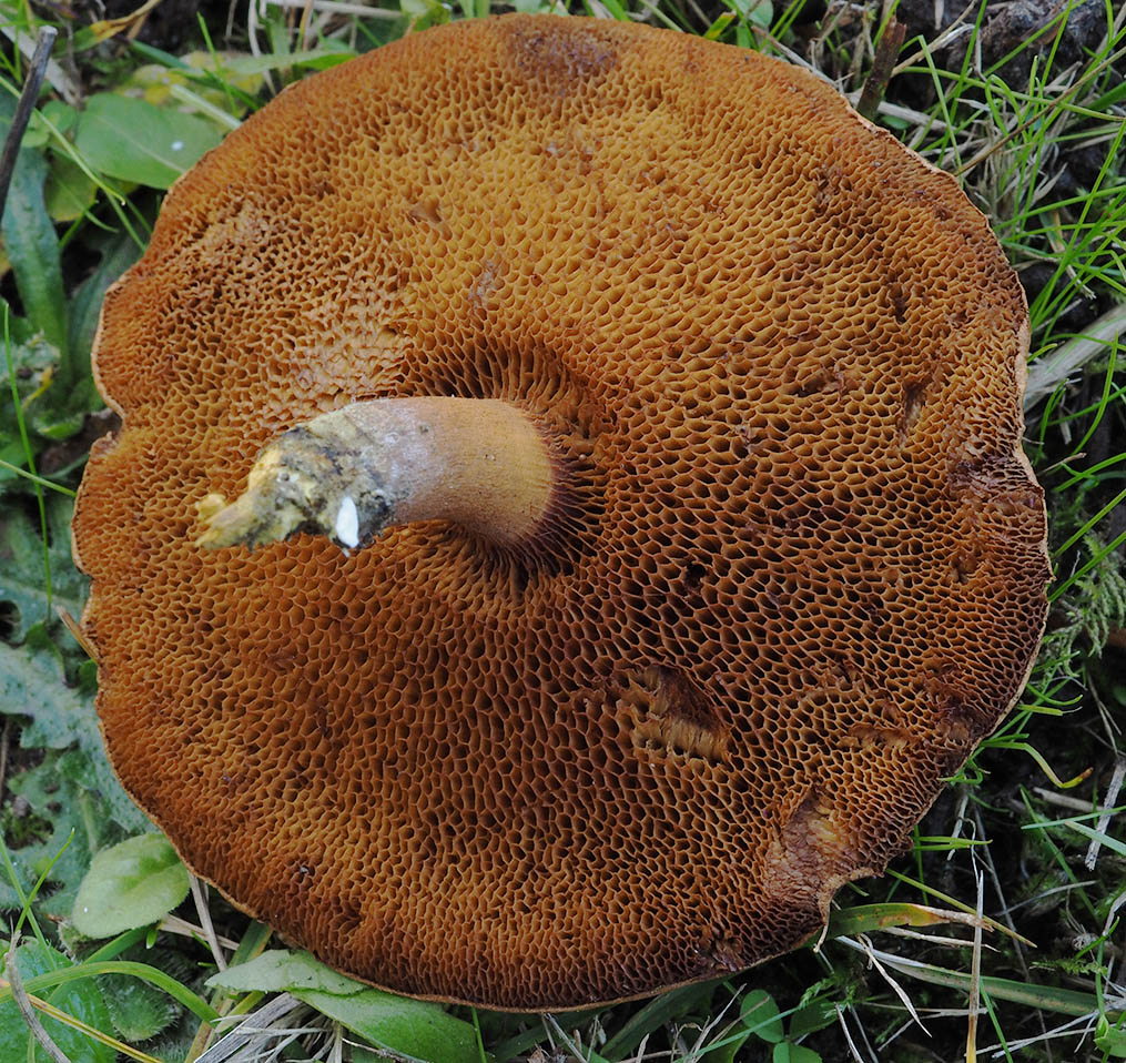 Chalciporus  piperatus (Peppery bolete)