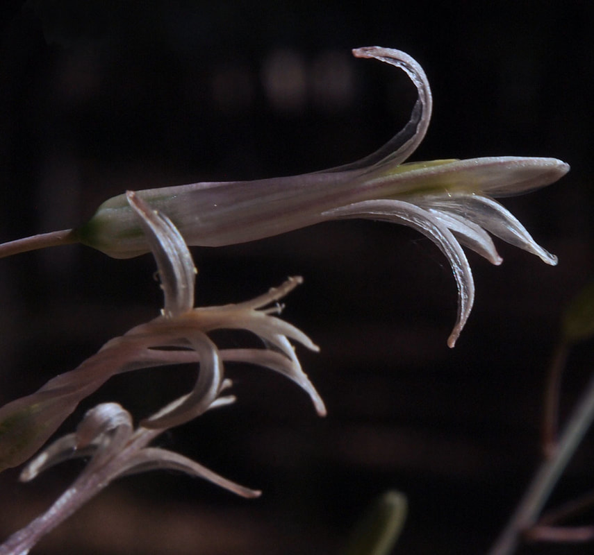 Chlorogalum pomeridianum