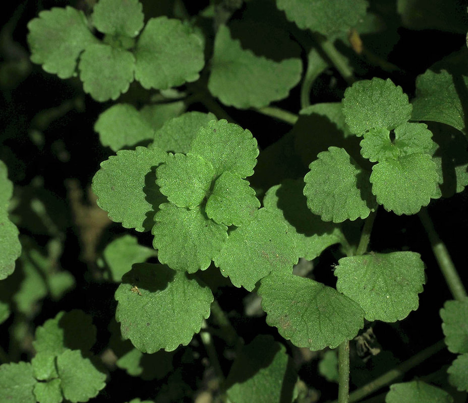 Chrysosplenium glechomaefolium