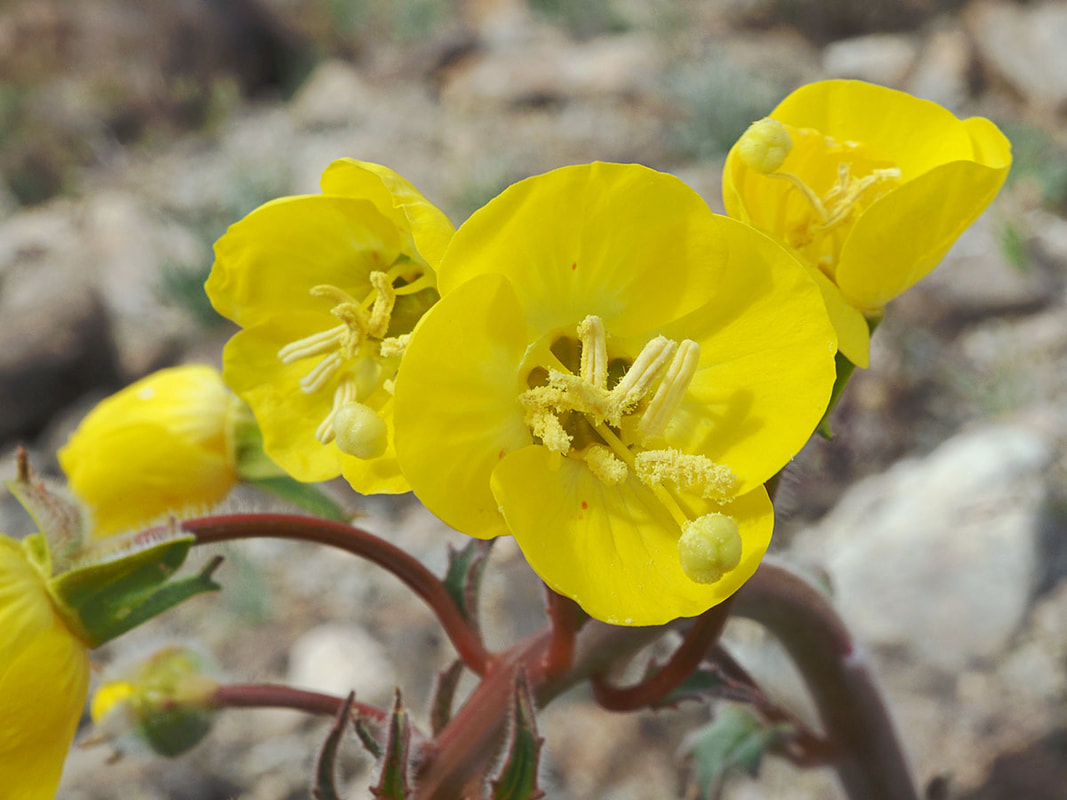 Chylismia brevipes