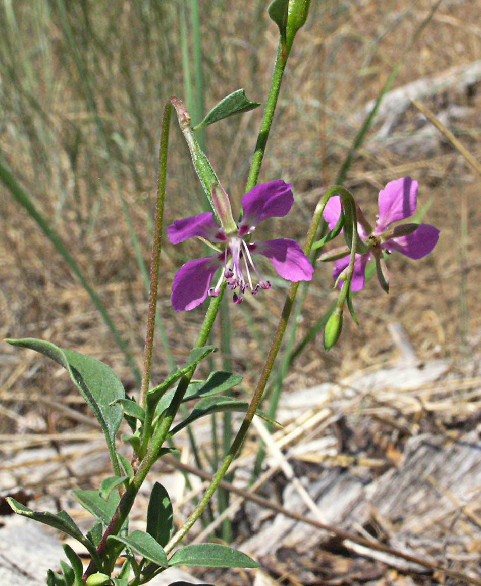 Clarkia rhomboidea
