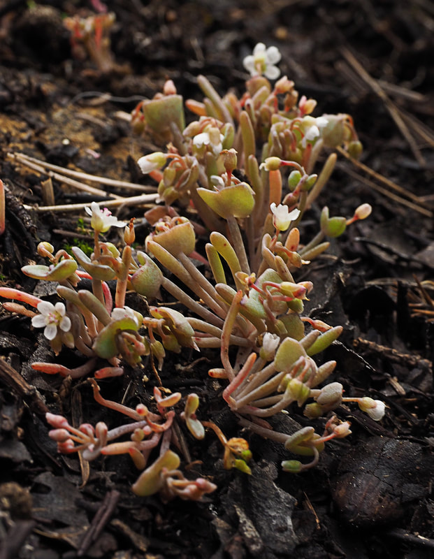 Claytonia exigua ssp. glauca