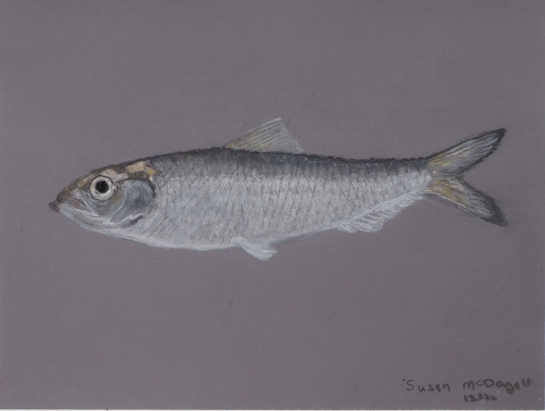 Pacific Herring (Clupea pallasii)