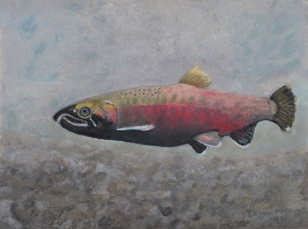 Coho Salmon (Oncorchynchus kisutch)