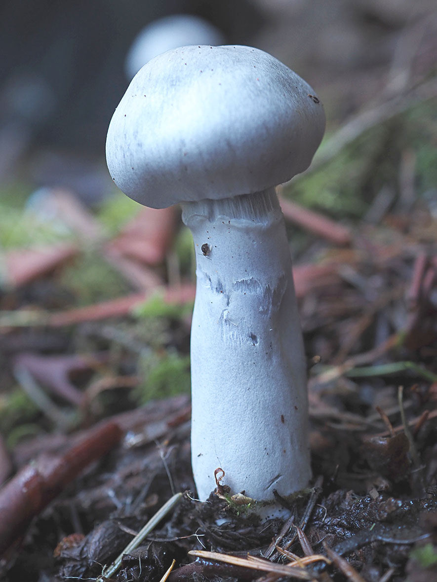 Cortinarius alboviolaceus (Silvery-violet Cortinarius)