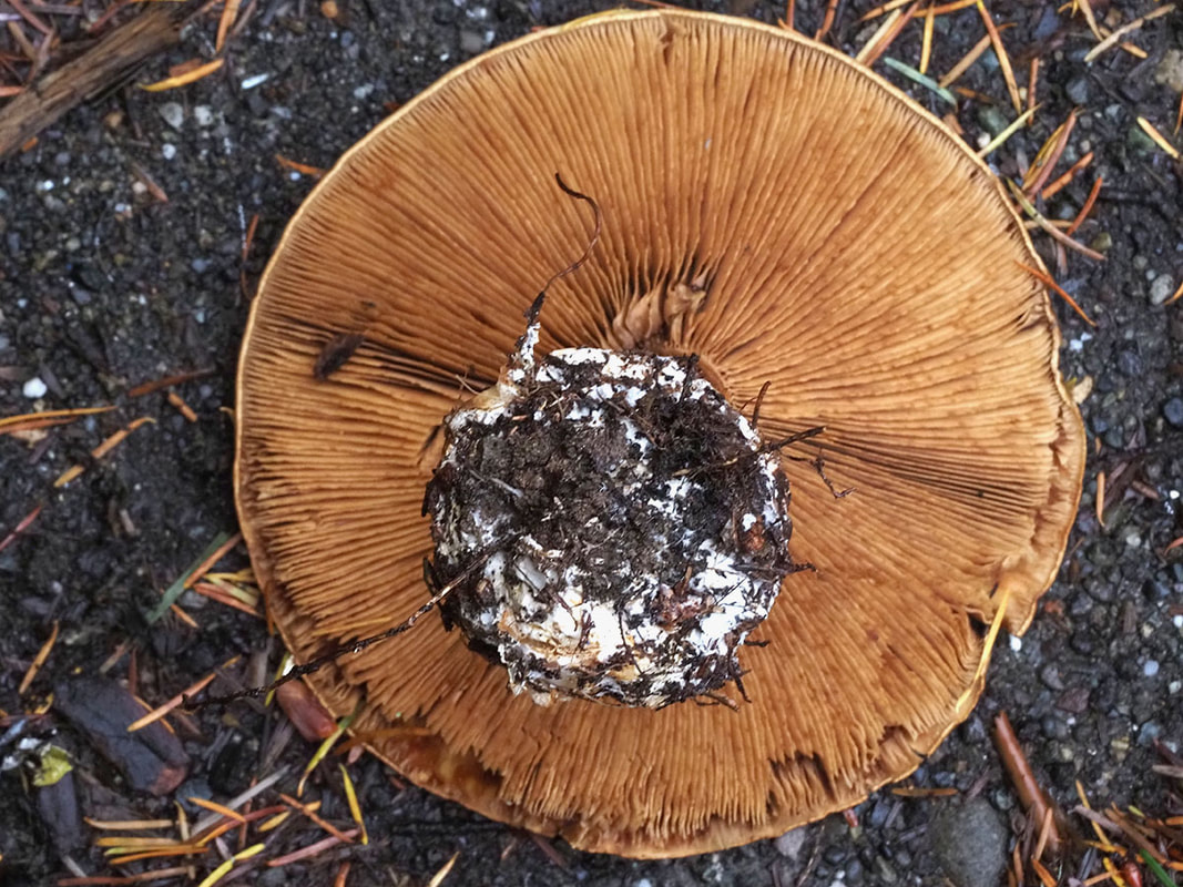 Cortinarius montanus