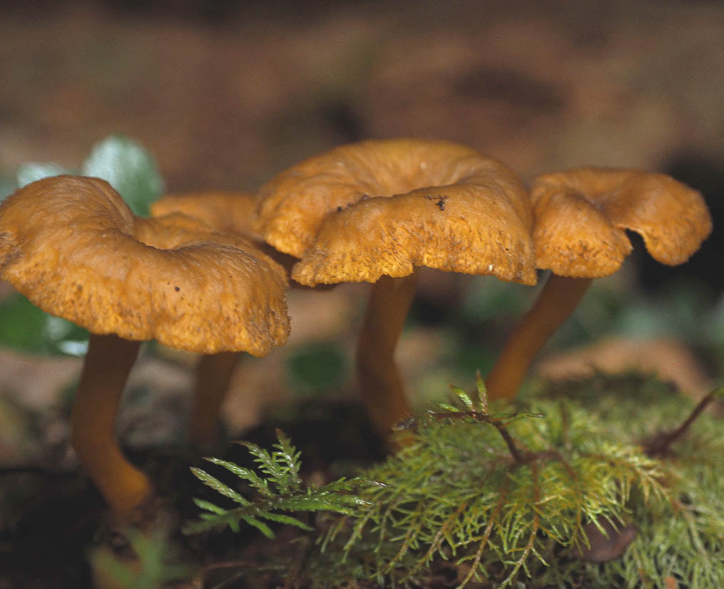 Craterellus tubaeformis (Winter chanterelle)