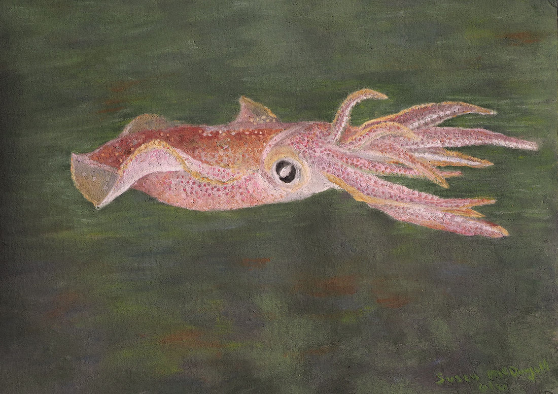 Humboldt Squid - soft pastel