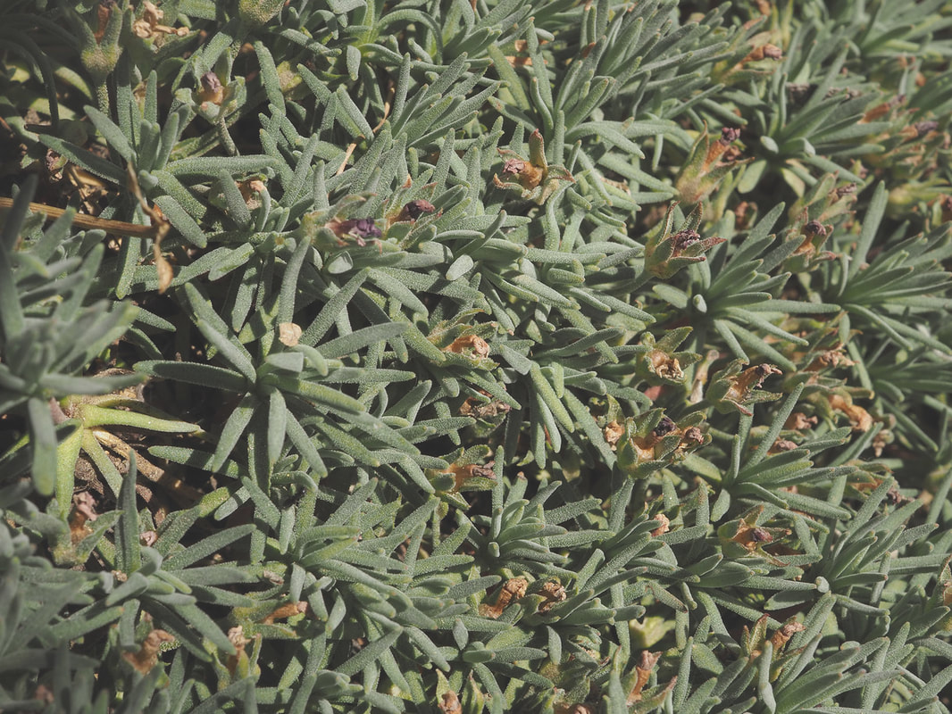 Douglasia nivalis