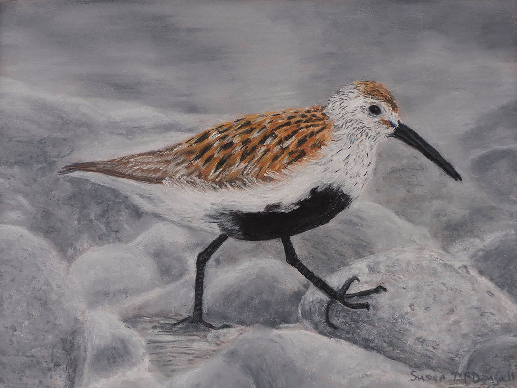 Dunlin