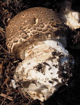 Agaricus augustus (Giant agaricus)