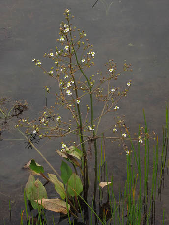 Alisma triviale (Northern water-plantain)