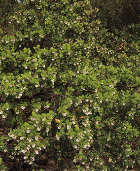 Arctostaphylos manzanita ssp. glaucescens - White leaf common Manzanita