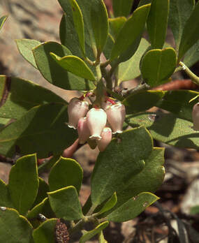 Arctostaphylos nevadensis ssp. nevadensis - Pine-mat Manzanita
