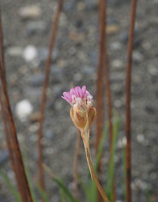 Armeria maritima ssp. californica (Thrift) 