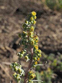 Anaphalis margaritacea