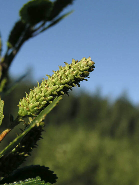 Betula glandulosa