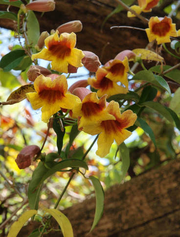 Bignonia capreolata
