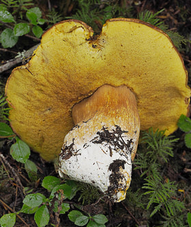 Boletus edulis (King bolete)