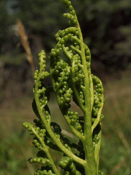 Sceptridium multifidum