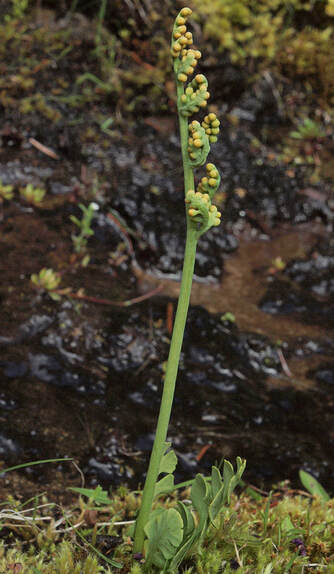 Botrychium simplex